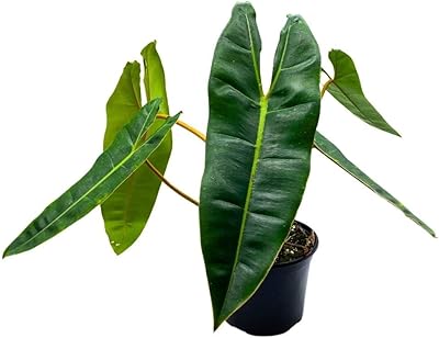 BubbleBlooms Philodendron billietiae 6 inch Washboard Abs Philo Billie Rare Indoor Plant
